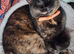 2 Beautifull cats looking for loving homes.