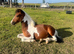 Can&rsquo;t ride but want to be around horses I&rsquo;m looking for a friend