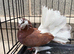 Fantails for sale