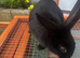 rabbits