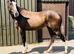 15.1/2hh 4yo filly