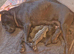 Full pedigree!!! Huge Cane Corso pups