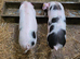 GOS Weaners available