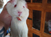 White self pew guinea pigs