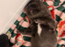 Kc Registered French Bulldog puppies