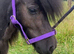 Beautiful Black Mini Shetland Mare Perfect Companion