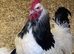 Sussex young cockeral free to good gome