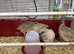 Jumbo quail