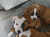 Red fox colour staffi one boy ,one girl left