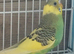 Young budgies