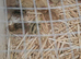 3 days old quails unsex