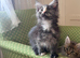 Maine Coon Active Registered Kittens &ndash; Ready Now