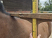 Lovely Stocky and sporty 3yr filly