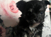Chichon puppy's