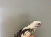 Baby Cockateils
