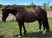 Black 14.3 Sec D gelding