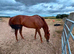 Gorgeous 5yr old tb gelding