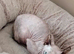 SPHYNX KITTEN FEMALE