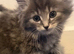 2 beautiful fluffy kittens