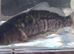 Common and mirror carp