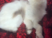 Stunning ragdoll kittens