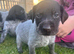 German Wirehaired Pointer Puppies