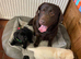 Labrador puppies