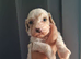 Beautiful Cavapoo Puppies