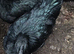Ayam cemani chickens for sale