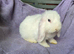 BABY MINI LOPS