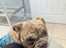 Old tym bulldog
