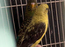 Black wings budgies