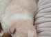 Imperial Shitzu puppies
