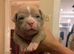 Pocket bullys