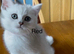 BSH Silver/Black Tipped GCCF Registered