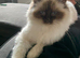 Ragdoll cross kittens for sale (full ragdoll mum) &pound;200