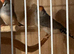 Two female finches no cage