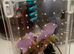 Mixed Centipede, mantis, and spiders