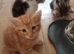 Gorgeous kittens available