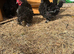 Clutch of frizzle chickens