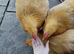 6 Buff Orpington Hatching Eggs