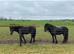 Registered Dales yearling filly section A