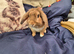 Male lion lop