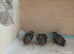 Available 3 birds at 3 weeks old Button Quails - note these are extra extra small size as a group of 3 for £22