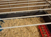 Chinese painted quail