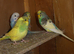BUDGIES FOR SALE