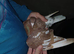 Chocolate Melueman Racing Pigeons RPRA Rung 2