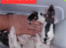 simise rats topeard males n females