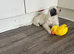 Cockapoo pups