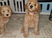 Ready 1 girl, licenced breeder! dna clear f1b miniature cockapoo!